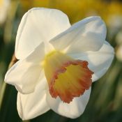 Narcissus 'Signorina'