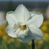 Narcissus 'Pigeon'