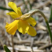 Narcissus 'Skilliwidden'