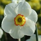 Narcissus 'Hawk Eye'