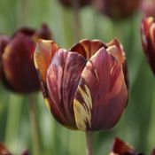 Tulipa 'Absalon'