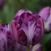 Tulipa 'Columbine'