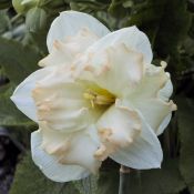 Narcissus 'Etincelante'