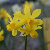 Narcissus 'Oz' 