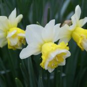 Narcissus 'Wave'