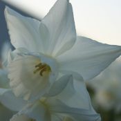 Narcissus 'Arish Mell' 