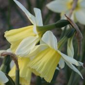 Narcissus 'Johanna'