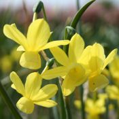 Narcissus 'April Tears'