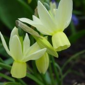 Narcissus 'Chipper'