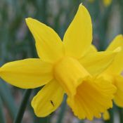 Narcissus 'Sumo Jewel' 