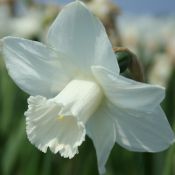 Narcissus 'Delta Flight'