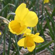 Narcissus 'Flycatcher' 