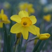 Narcissus 'Kinglet'