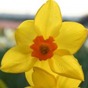 Narcissus 'Bunting'