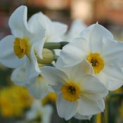 Narcissus 'Elvira'