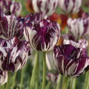 Tulipa 'Adonis'