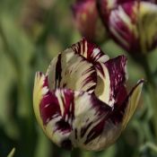 Tulipa 'Adonis'