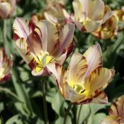 Tulipa 'Beauty of Bath'