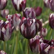 Tulipa 'Insulinde'