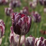 Tulipa 'Insulinde'