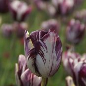 Tulipa 'Insulinde'