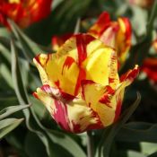 Tulipa 'Saskia'