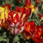 Tulipa 'Saskia'