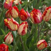 Tulipa 'Saskia'