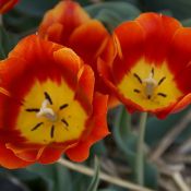 Tulipa 'Duchesse de Parma'