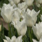 Tulipa alba regalis