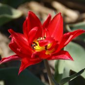 Tulipa 'Duc van Tol Double'