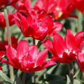 Tulipa 'Duc van Tol Double'