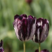 Tulipa 'Black and White'