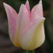 Tulipa 'Duc van Tol Rose'