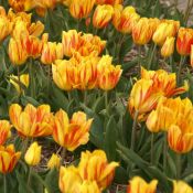 Tulipa 'Duc van Tol Aurora'