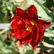 Tulipa 'Paeony Red'