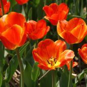 Tulipa 'Koningin Wilhelmina'