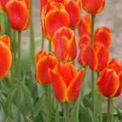 Tulipa 'Koningin Wilhelmina'