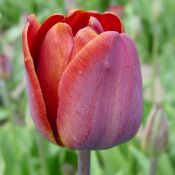 Tulipa 'James Wild'