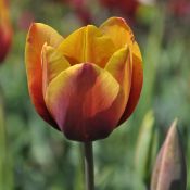 Tulipa 'Old Times'