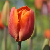 Tulipa 'Orange Beauty'