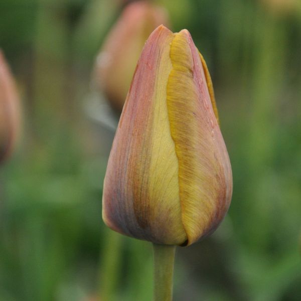 Tulipa 'Yellow Perfection'