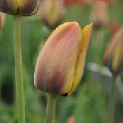 Tulipa 'Yellow Perfection'