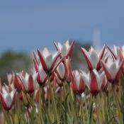 Tulipa clusiana