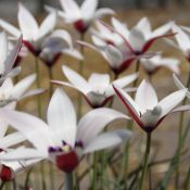 Tulipa clusiana