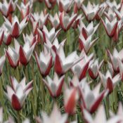 Tulipa clusiana