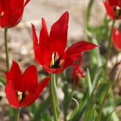 Tulipa didieri