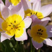 Tulipa saxatilis