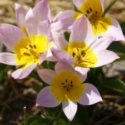 Tulipa saxatilis