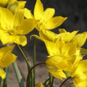 Tulipa sylvestris